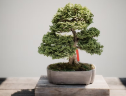 3 The World’s Most Expensive Bonsai Plant